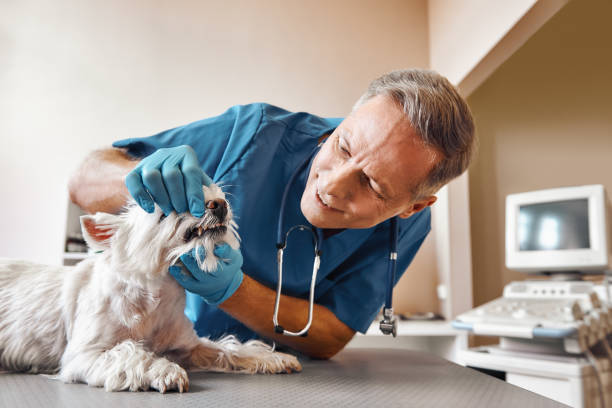 Best Emergency Gum Treatment in Pineville, LA